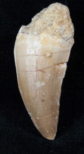 Bargain Mosasaur (Eremiasaurus) Tooth #13488